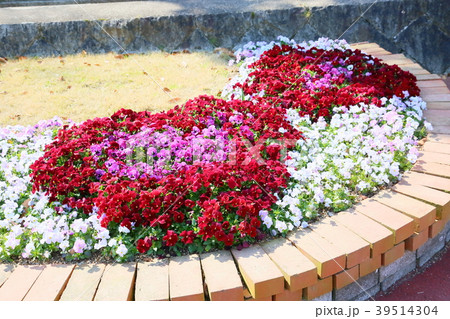 春の花壇 ビオラの花の写真素材