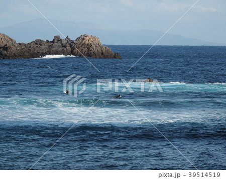 式根島　釜の下海岸 39514519