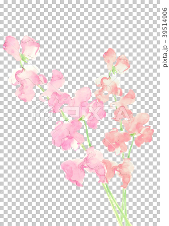 スィートピー ピンク オレンジ スィートピー ピンク オレンジ 39514906