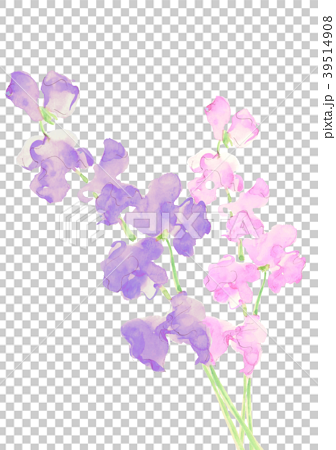 スィートピー ピンク 紫のイラスト素材
