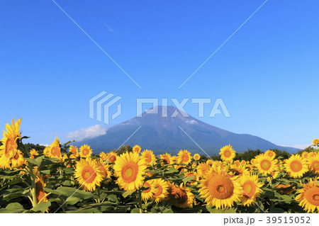 絶景風景(山梨県、花の都、秋) 絶景風景(山梨県、花の都、秋) 39515052