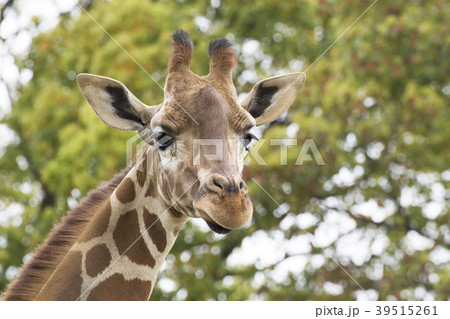 大牟田市動物園 キリン、 大牟田市動物園 キリン、 39515261
