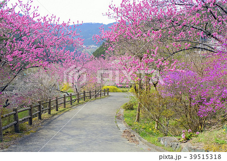 花桃咲く山里 花桃咲く山里 39515318