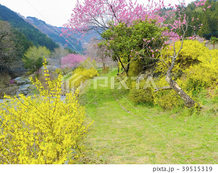レンギョウと花桃咲く山里 39515319