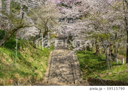 飯沼石段桜 飯沼諏訪神社 長野県飯田市 飯沼石段桜 飯沼諏訪神社 長野県飯田市 39515790