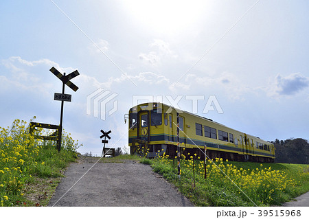菜の花咲く第二五之町踏切を通るいすみ鉄道の電車 菜の花咲く第二五之町踏切を通るいすみ鉄道の電車 39515968