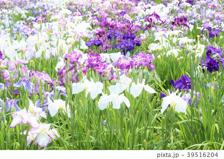 菖蒲の花々 菖蒲の花々 39516204