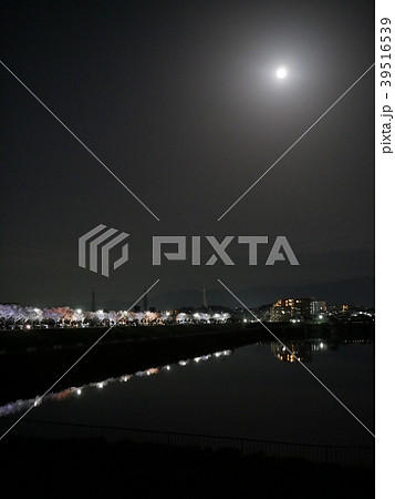 満開の夜桜とおぼろ月夜 39516539