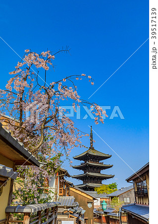 京都 春の八坂の塔（法観寺） 39517139
