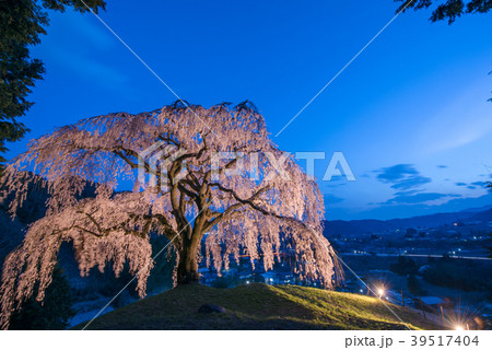 乙ヶ妻のシダレザクラ ライトアップ 39517404
