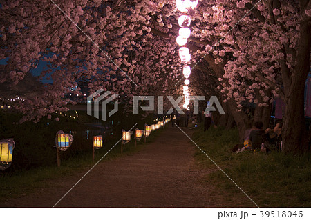 黒目川花まつり 夜桜 黒目川花まつり 夜桜 39518046