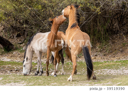 Pair of Wild Horses Fighting 39519390