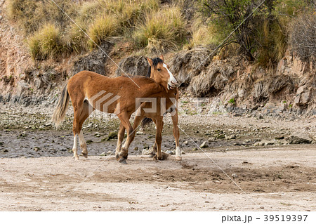 Pair of Wild Horses Fighting 39519397
