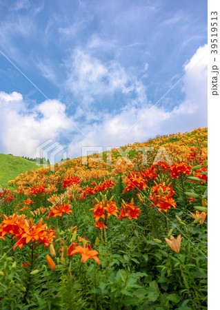 ユリ (7月　箱館山) 39519513