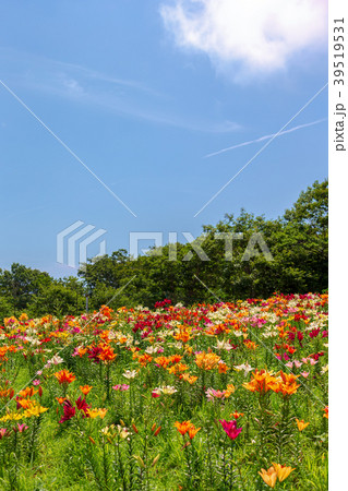 ユリ (7月　箱館山) 39519531