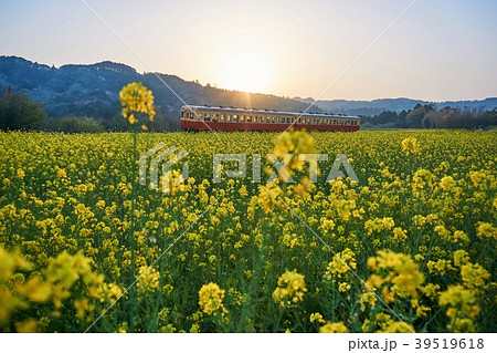 千葉県 小湊鉄道 石神の菜の花畑 夕日の写真素材