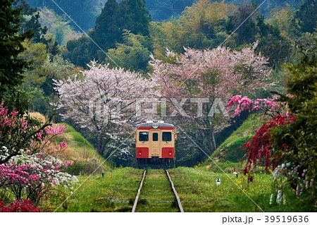 千葉県いすみ鉄道 レア 桜 春 写真-