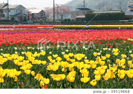 チューリップ畑 東京都羽村市 の写真素材