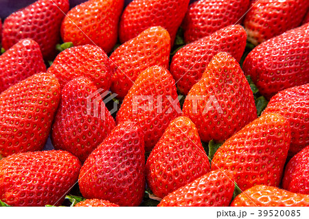 Ripped strawberries in the garden Ripped strawberries in the garden 39520085