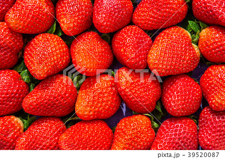 Ripped strawberries in the garden 39520087