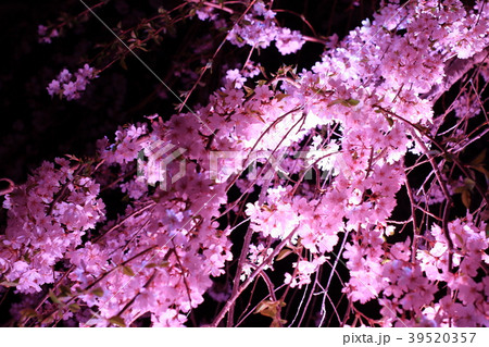 さくらの里のしだれ桜 (夜桜) さくらの里のしだれ桜 (夜桜) 39520357