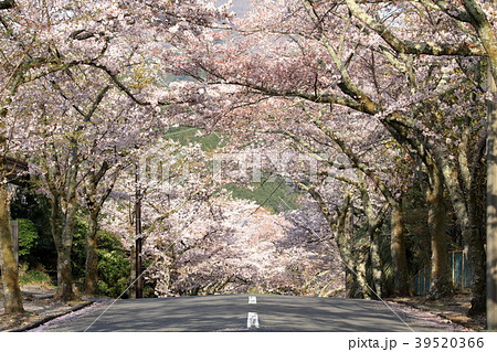 伊豆高原桜並木 伊豆高原桜並木 39520366