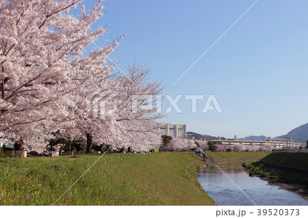 京都　山科川の桜並木 39520373