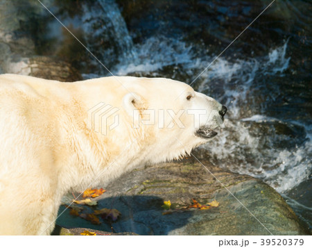 Portrait o polar bear in water - Ursus maritimus Portrait o polar bear in water - Ursus maritimus 39520379