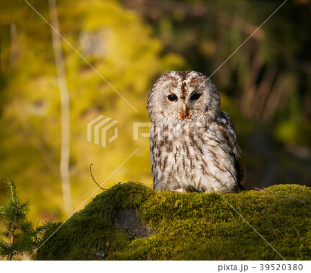 Tawny owl sitting on moss in forest  - Strix Aluco 39520380