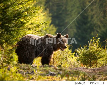Eurasian brown bear - Ursus actor actor - Slovakia Eurasian brown bear - Ursus actor actor - Slovakia 39520381