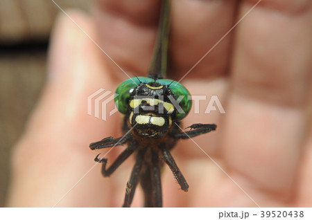 オニヤンマ、正面 Dragonfly 39520438