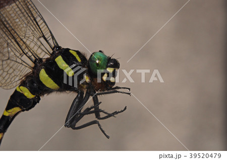 オニヤンマ、横 - Dragonfly オニヤンマ、横 - Dragonfly 39520479