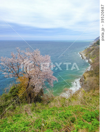 親不知に咲く桜（縦） 39520687