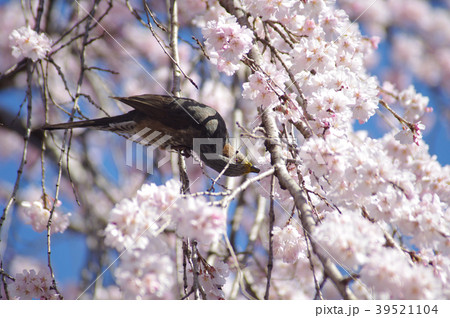 桜の花の蜜を吸うヒヨドリ 39521104