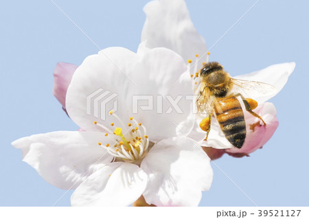 Honey bee flying around cherry blossom 39521127