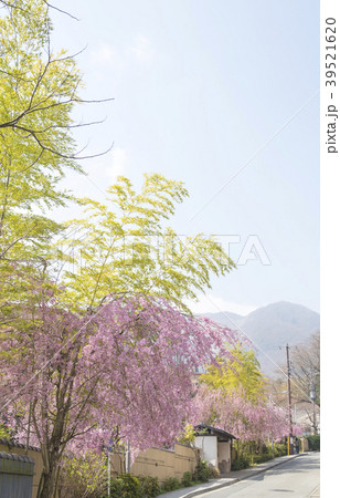 強羅駅から強羅公園にいたる公園坂（神奈川県箱根町） 39521620