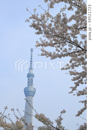 桜 東京スカイツリー 桜 東京スカイツリー 39521723