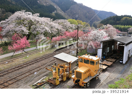 渡良瀬渓谷鉄道春の風景 39521914