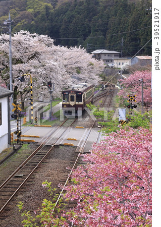 渡良瀬渓谷鉄道春の風景 39521917