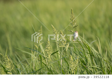 小さくて可愛いセッカ 小さくて可愛いセッカ 39522118