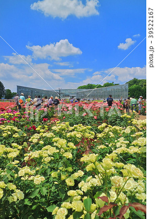 神代植物公園春のバラフェスタの写真素材