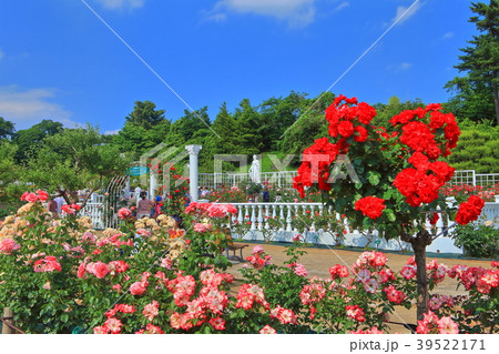 満開の生田緑地ばら苑 39522171