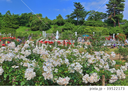 満開の生田緑地ばら苑 39522173