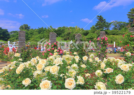 満開の生田緑地ばら苑 39522179