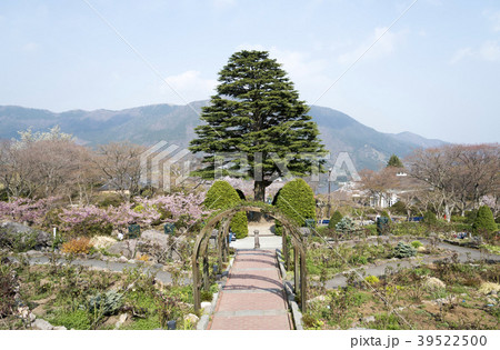 春の強羅公園（神奈川県箱根町） 39522500