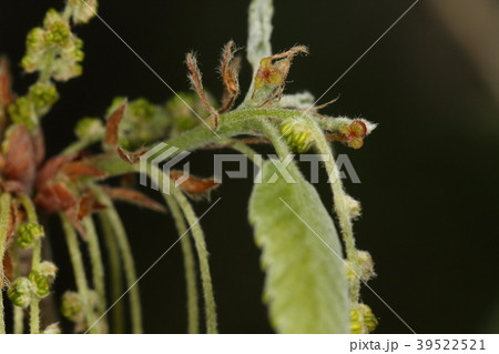自然 植物 コナラ、雌花と雄花の位置関係。先ず雄花序が出てそのあと雌花が出るようです 自然 植物 コナラ、雌花と雄花の位置関係。先ず雄花序が出てそのあと雌花が出るようです 39522521