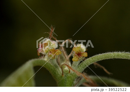 自然　植物　コナラ、雌花です。所々赤みが挿した艶のある黄色で大きさは二ミリほど。全く目立ちません 39522522