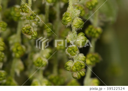 自然 植物 コナラ、四月初め。蕾状態の雄花。すだれのような花序に緑色の粒々がたくさんついています 自然 植物 コナラ、四月初め。蕾状態の雄花。すだれのような花序に緑色の粒々がたくさんついています 39522524