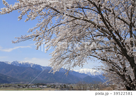 北アルプス山麓　安曇野の春 39522581