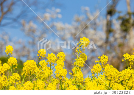 神戸総合運動公園の菜の花と桜の写真素材